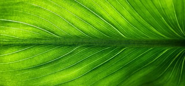Les avantages du supermarché bio : pourquoi faire le choix du bio ?